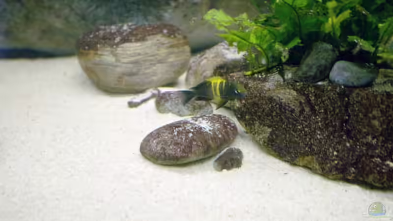 Besatz im Aquarium Becken 4060 von Klaus-Werner Struve (10)