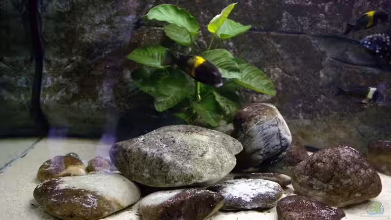 Besatz im Aquarium Becken 4060 von Klaus-Werner Struve (12)