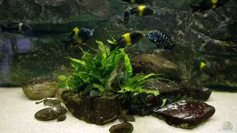 Besatz im Aquarium Becken 4060 von Klaus-Werner Struve (13)