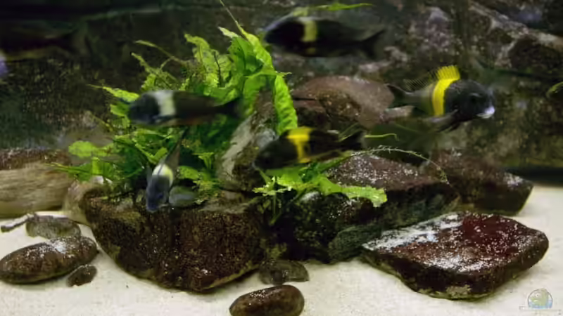 Besatz im Aquarium Becken 4060 von Klaus-Werner Struve (14)