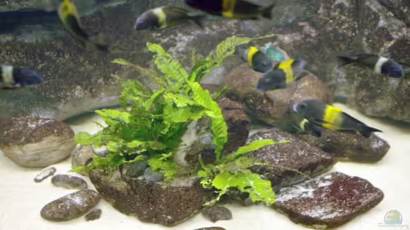 Besatz im Aquarium Becken 4060 von Klaus-Werner Struve (7)