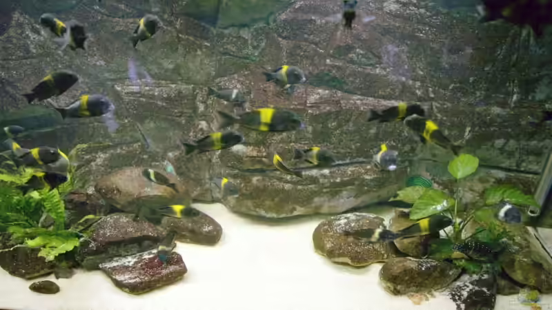 Besatz im Aquarium Becken 4060 von Klaus-Werner Struve (8)