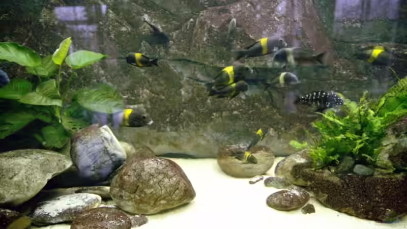 Besatz im Aquarium Becken 4060 von Klaus-Werner Struve (9)