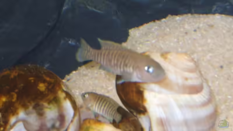 Besatz im Aquarium Becken 4076 von Matthias Söldner (6)