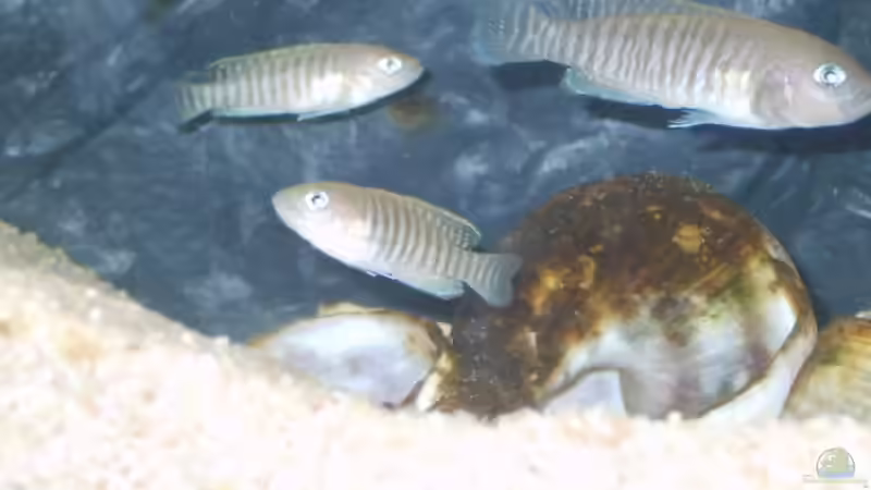 Besatz im Aquarium Becken 4076 von Matthias Söldner (8)