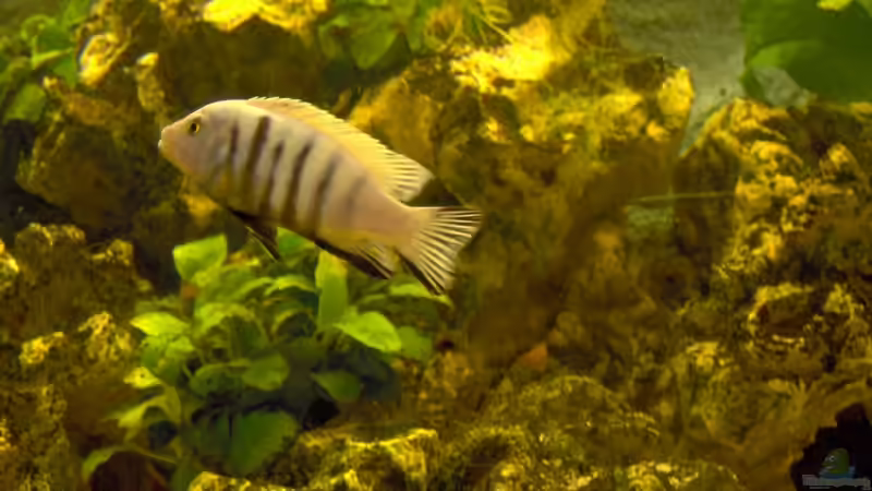 Besatz im Aquarium Becken 4080 von Leif Mahlerwein (5)