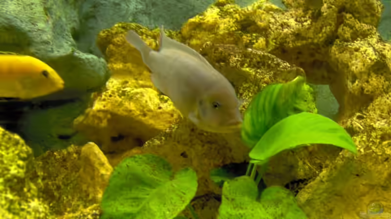 Besatz im Aquarium Becken 4080 von Leif Mahlerwein (6)