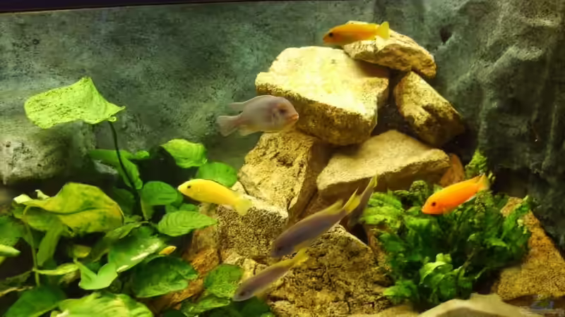 Besatz im Aquarium Becken 4080 von Leif Mahlerwein (7)