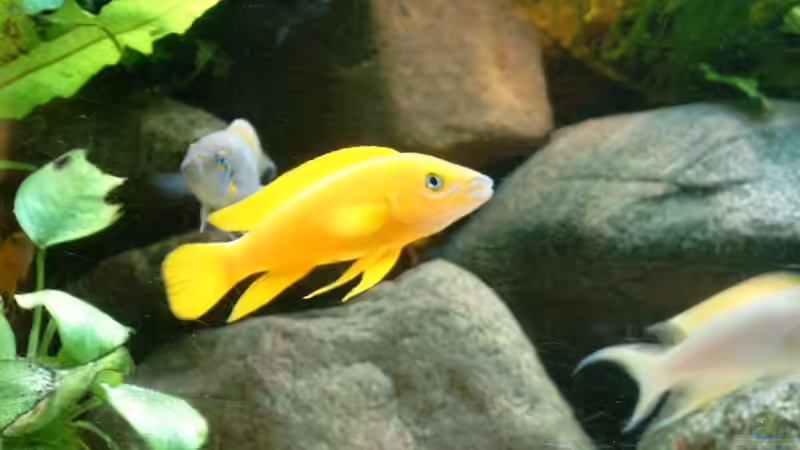 Besatz im Aquarium Becken 409 von Helgo Jacob (10)