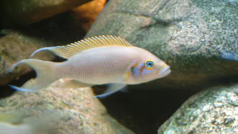 Besatz im Aquarium Becken 409 von Helgo Jacob (12)