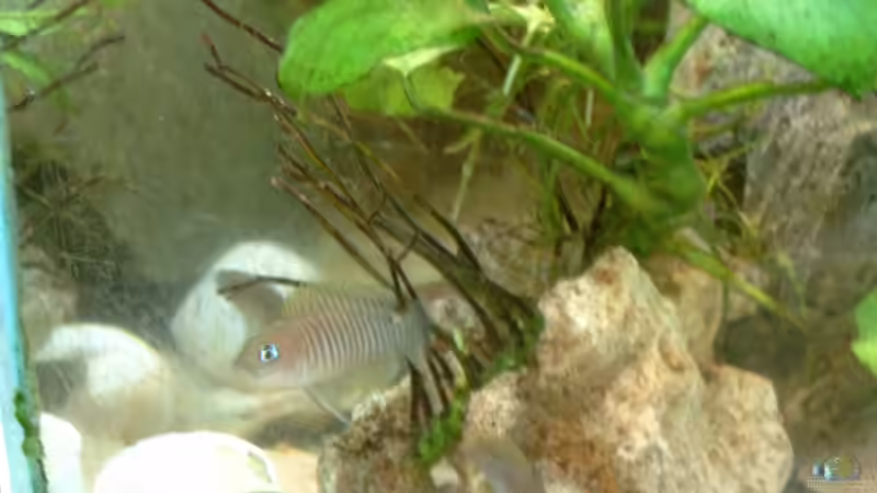 Besatz im Aquarium Becken 409 von Helgo Jacob (13)