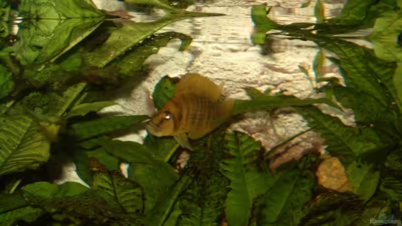 Besatz im Aquarium Becken 409 von Helgo Jacob (8)