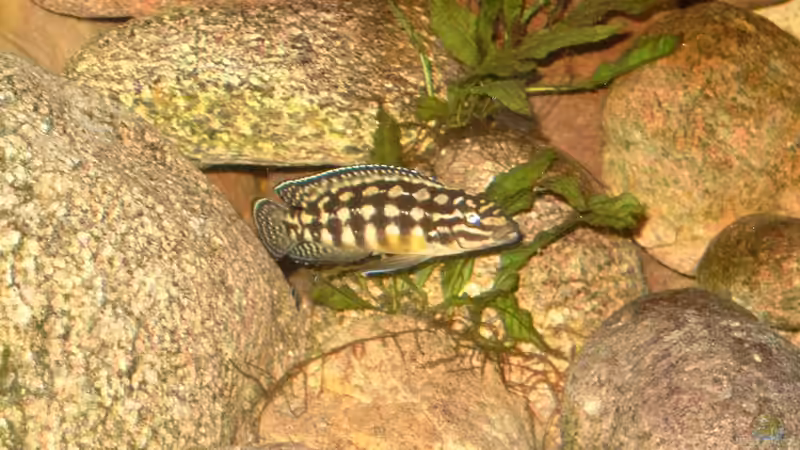 Besatz im Aquarium Becken 409 von Helgo Jacob (9)