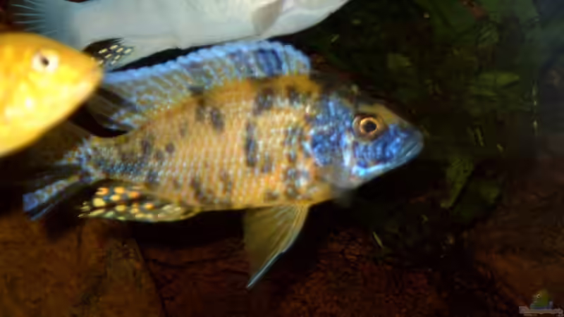 Besatz im Aquarium Becken 412 von Helgo Jacob (25)