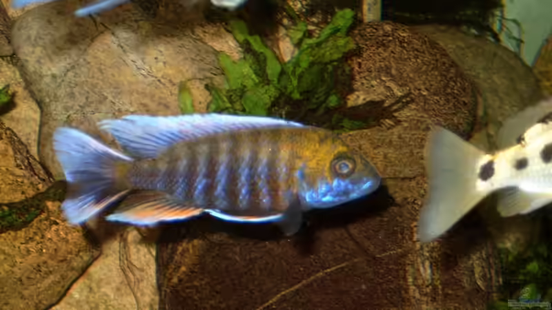 Besatz im Aquarium Becken 412 von Helgo Jacob (26)