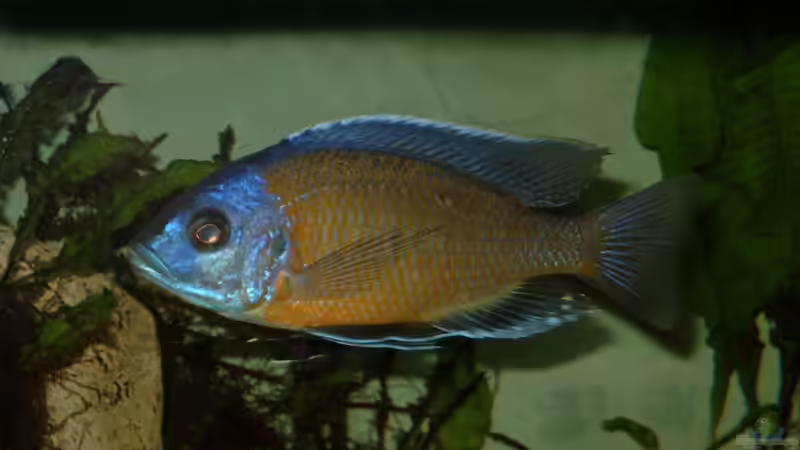 Besatz im Aquarium Becken 412 von Helgo Jacob (27)