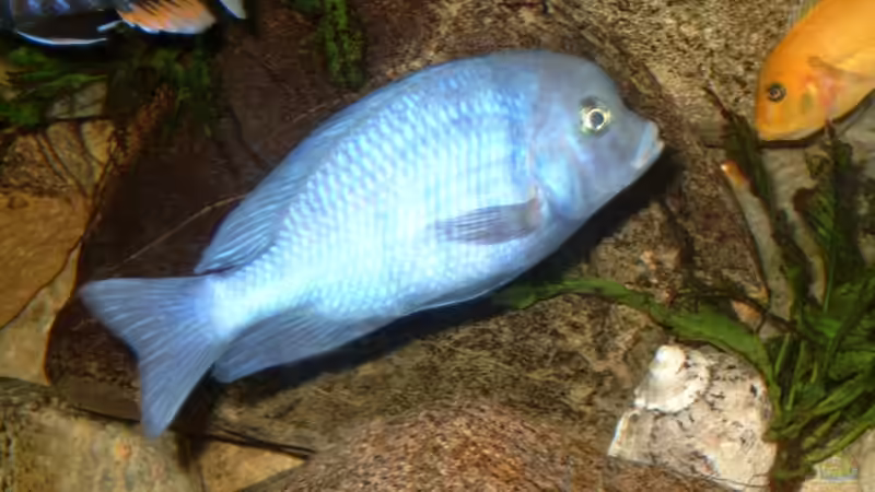 Besatz im Aquarium Becken 412 von Helgo Jacob (28)