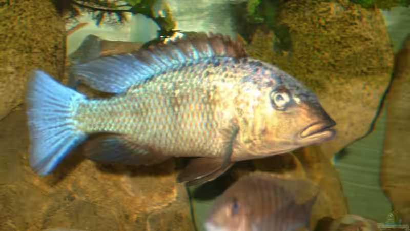 Besatz im Aquarium Becken 412 von Helgo Jacob (30)