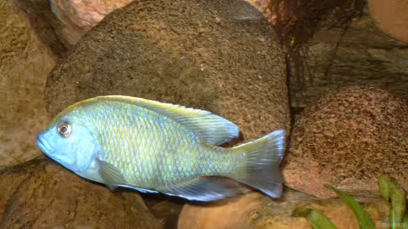 Besatz im Aquarium Becken 412 von Helgo Jacob (32)