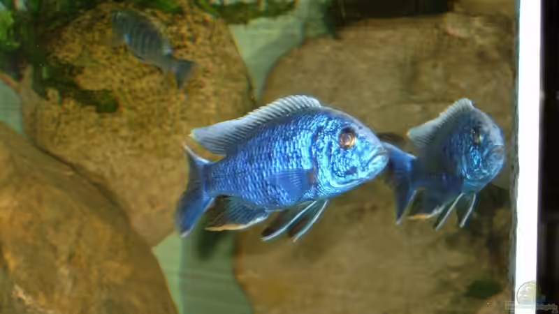 Besatz im Aquarium Becken 412 von Helgo Jacob (33)