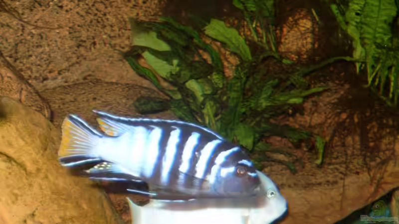 Besatz im Aquarium Becken 412 von Helgo Jacob (34)