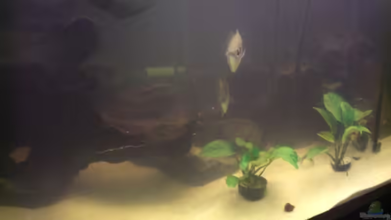 Besatz im Aquarium Becken 4124 von rot08 (12)