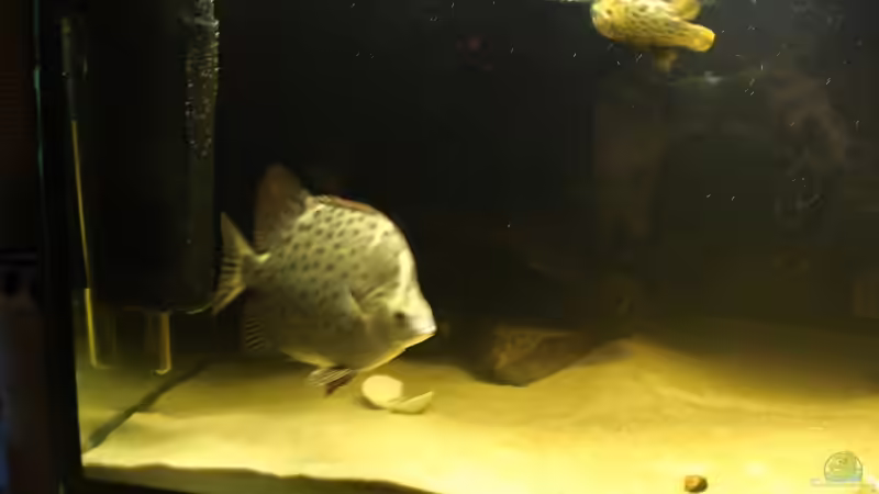 Besatz im Aquarium Becken 4124 von rot08 (7)