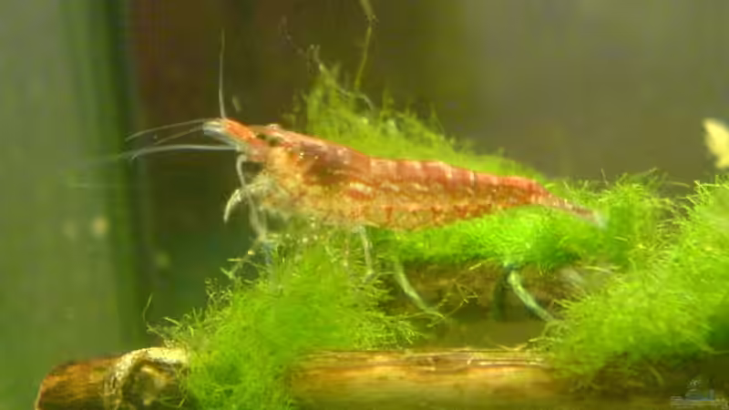 Besatz im Aquarium Becken 4125 von Jens Hug (19)