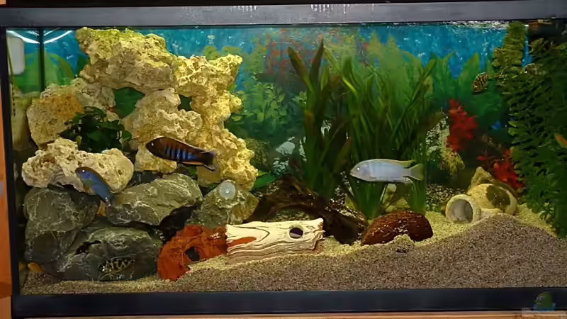 Besatz im Aquarium Becken 4129 von Georg Kohlisch (5)