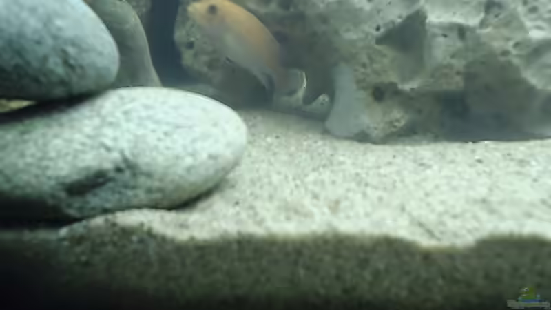 Besatz im Aquarium Becken 413 von Sebastian Lahmeyer (5)