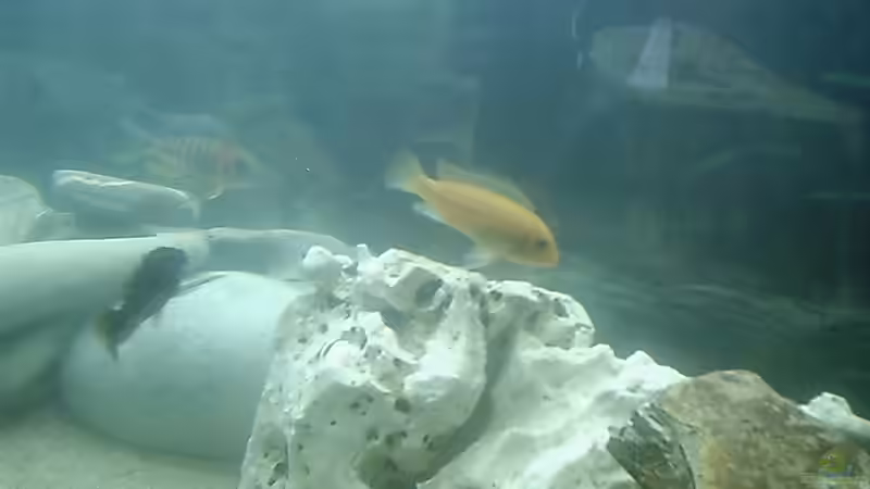 Besatz im Aquarium Becken 413 von Sebastian Lahmeyer (6)