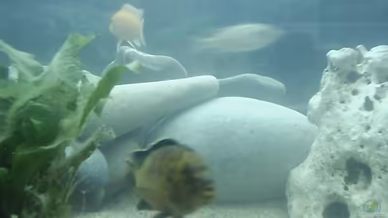 Besatz im Aquarium Becken 413 von Sebastian Lahmeyer (7)