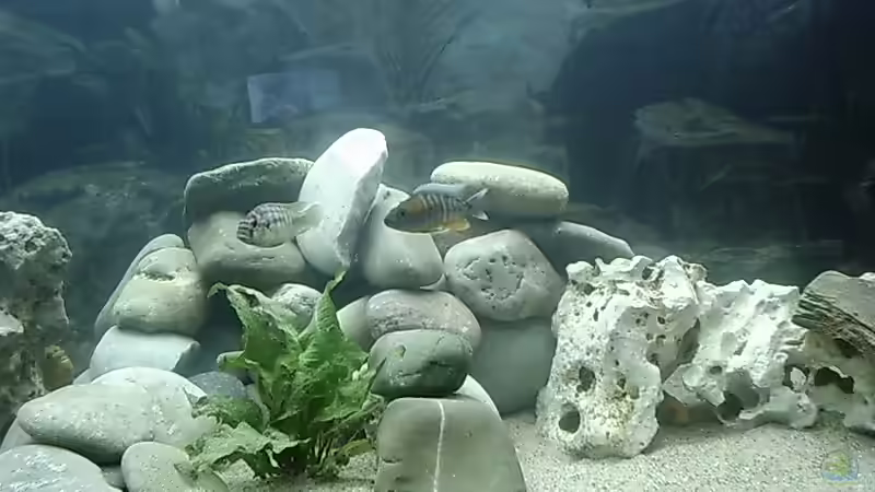 Besatz im Aquarium Becken 413 von Sebastian Lahmeyer (8)