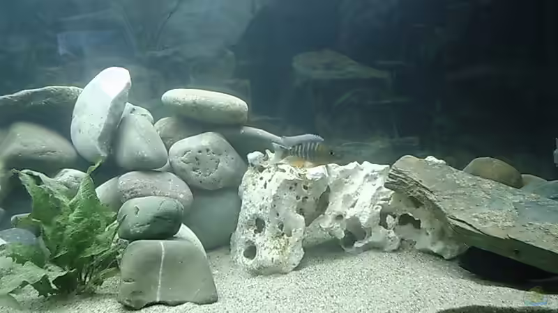 Besatz im Aquarium Becken 413 von Sebastian Lahmeyer (9)