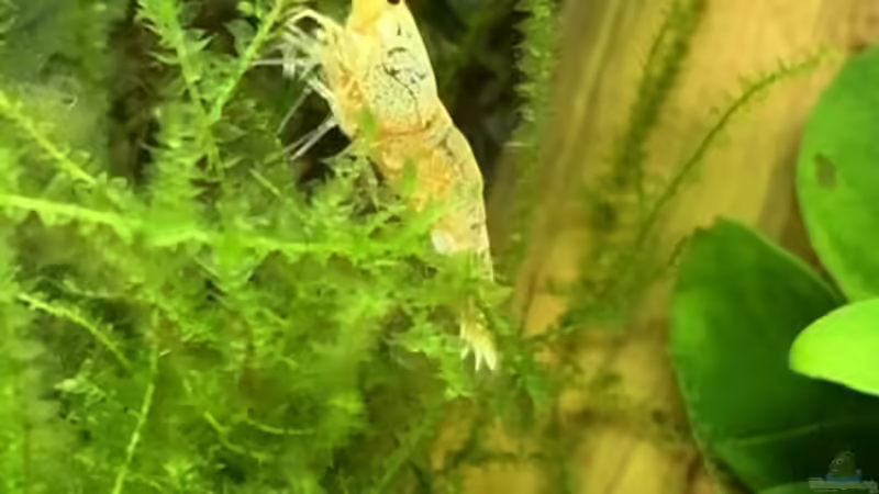 Besatz im Aquarium Becken 41327 von Oliver Bartels (4)