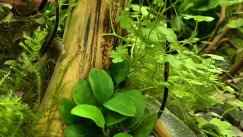 Besatz im Aquarium Becken 41327 von Oliver Bartels (5)