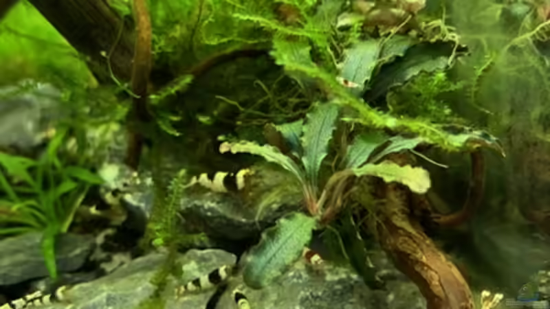 Besatz im Aquarium Becken 41327 von Oliver Bartels (6)