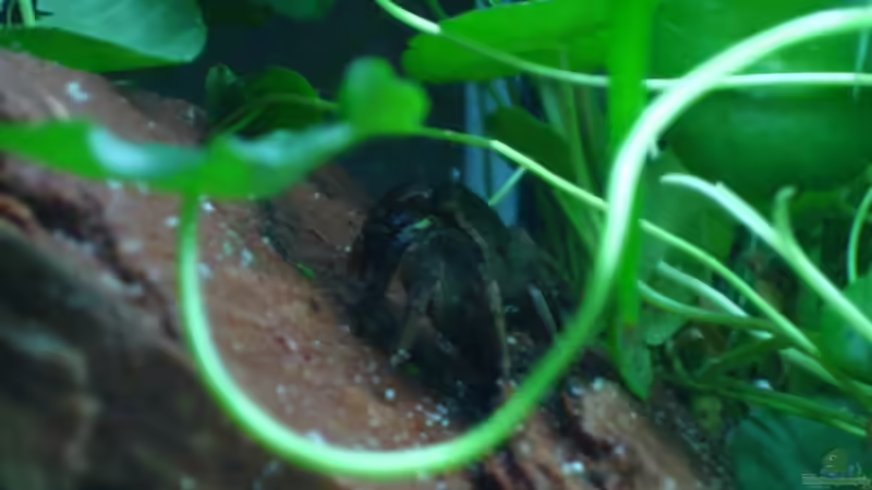 Besatz im Aquarium Becken 4139 von Christian Friedrich (14)