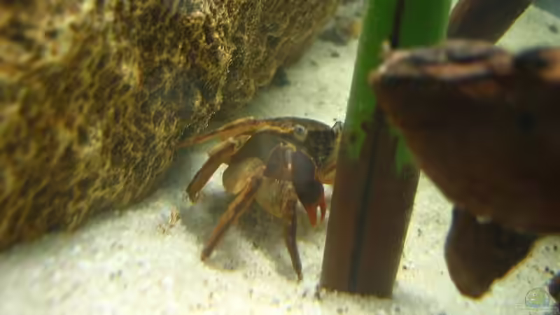 Besatz im Aquarium Becken 4139 von Christian Friedrich (16)