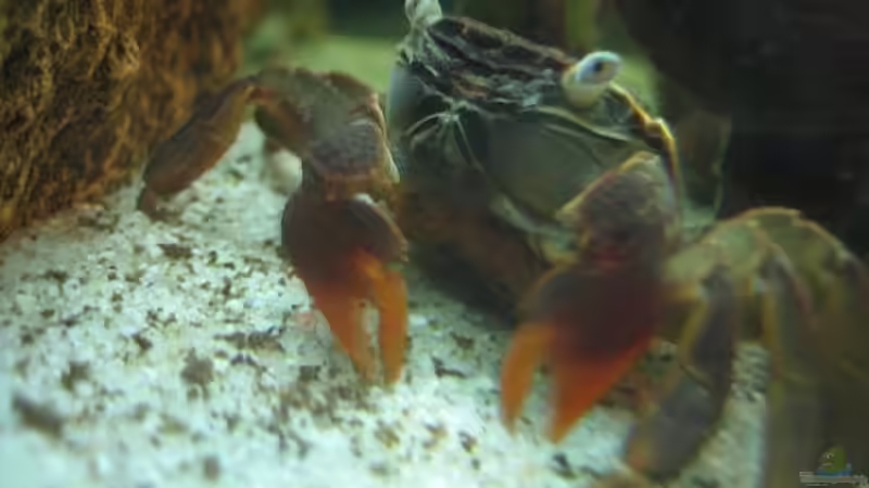 Besatz im Aquarium Becken 4139 von Christian Friedrich (18)