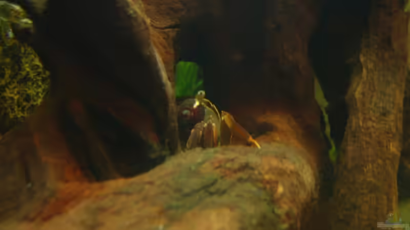 Besatz im Aquarium Becken 4139 von Christian Friedrich (19)