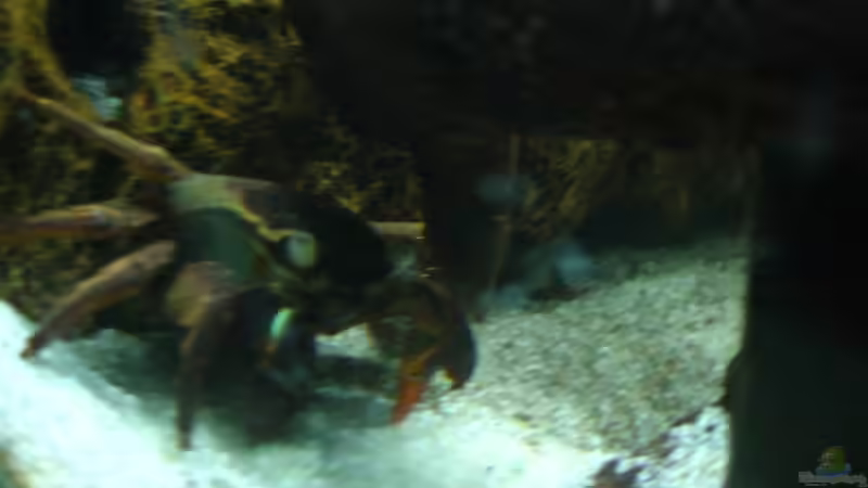 Besatz im Aquarium Becken 4139 von Christian Friedrich (21)