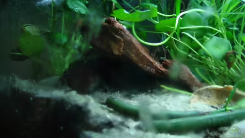 Besatz im Aquarium Becken 4139 von Christian Friedrich (22)