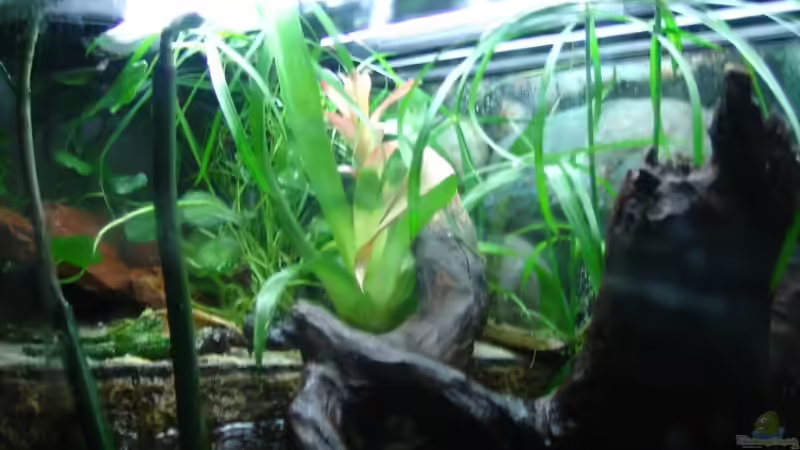 Besatz im Aquarium Becken 4139 von Christian Friedrich (23)