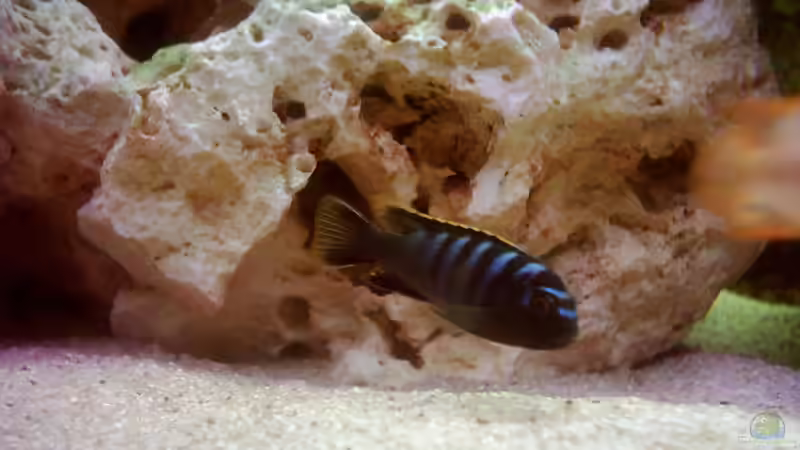 Besatz im Aquarium Becken 415 von Kay Bergmann (16)