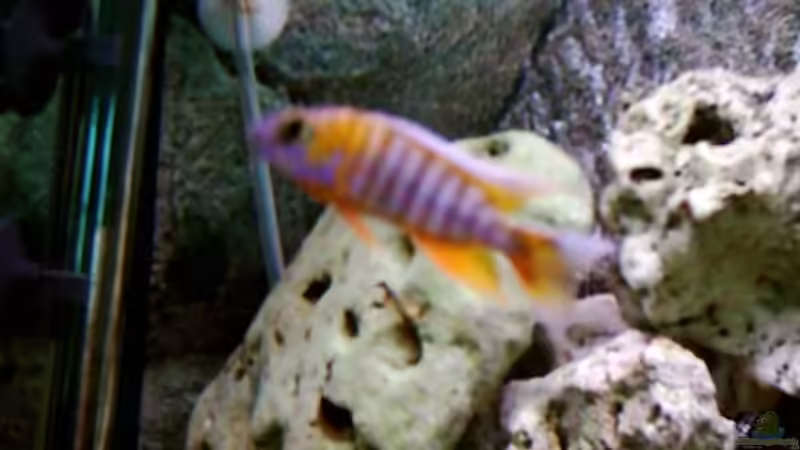 Besatz im Aquarium Becken 415 von Kay Bergmann (18)