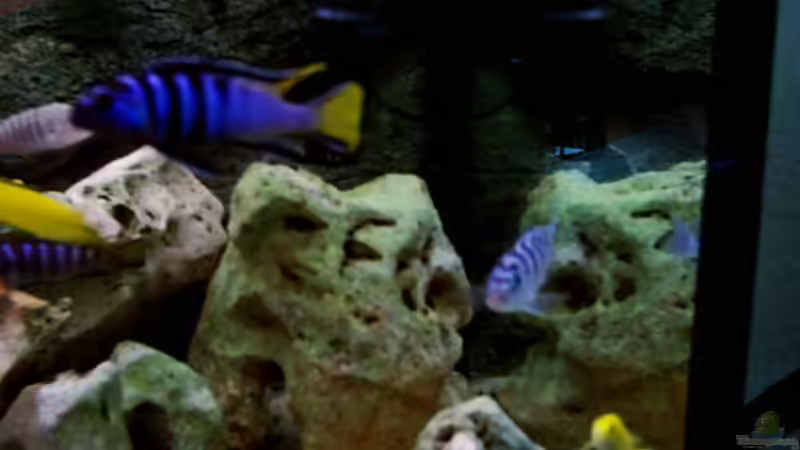 Besatz im Aquarium Becken 415 von Kay Bergmann (19)