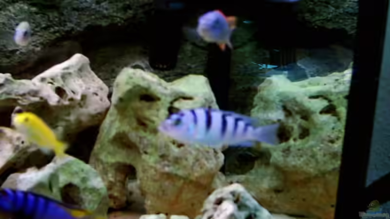 Besatz im Aquarium Becken 415 von Kay Bergmann (20)