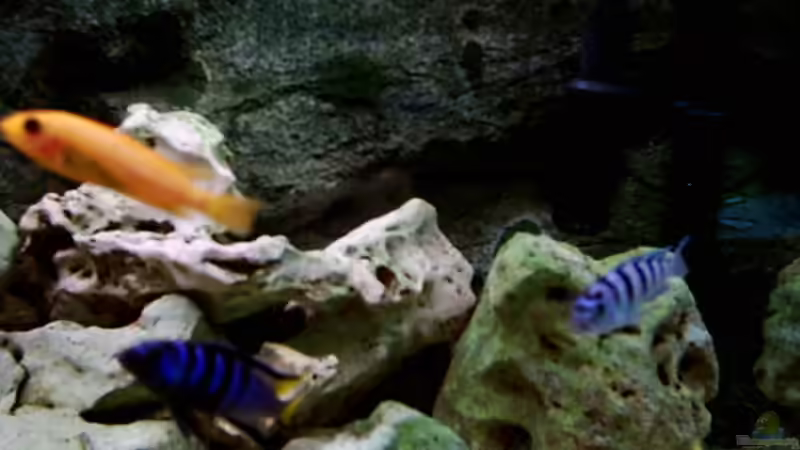 Besatz im Aquarium Becken 415 von Kay Bergmann (21)