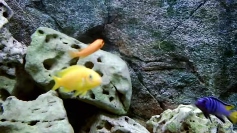 Besatz im Aquarium Becken 415 von Kay Bergmann (22)